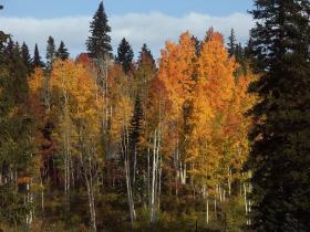 Grand Mesa NF