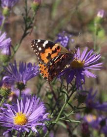 Sogar Schmetterlinge fliegen von Blume zu Blume in der Wüste (an der 285), NM