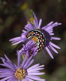 Raupe auf Blume an der 285, NM