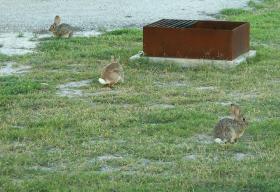 Wilde Kaninchen auf unserem Campingplatz bei Carlsbad, NM