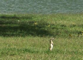 Erdhörnchen im Riverfront Park, Carlsbad, NM