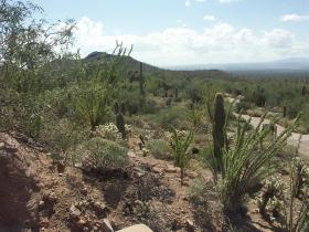 Desert Botanical Garden, Tucson, AZ
