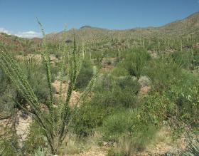 Desert Botanical Garden, Tucson, AZ