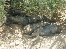 Javalinas im Desert Botanical Garden, Tucson, AZ