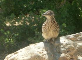 Roadrunner im Desert Botanical Garden, Tucson, AZ