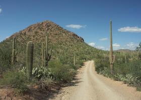 Saguaro NP, AZ