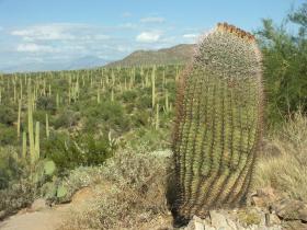 Saguaro NP, AZ