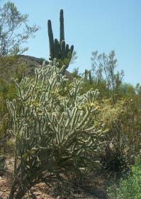 Desert Botanical Garden, Phoenix, AZ