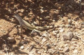 Gecko im Desert Botanical Garden, Phoenix, AZ
