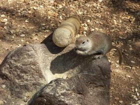 Erdhörnchen im Desert Botanical Garden, Phoenix, AZ