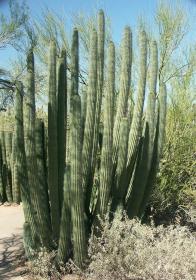 Organ Pipe Kaktus im Desert Botanical Garden, Phoenix, AZ