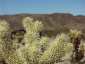 Teddy Bear Cholla im Joshua Tree NP, CA