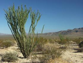 Ocotillo im Joshua Tree NP, CA