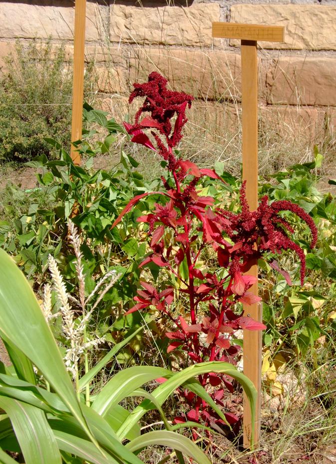 Amaranth - das Urgetreide der Indianer, Walnut Canyon NM, AZ