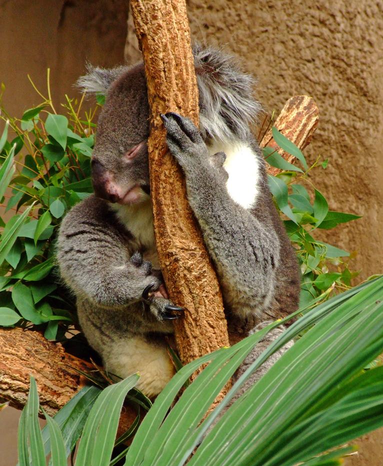 Koala im Zoo des Bioparks, Albuquerque, NM