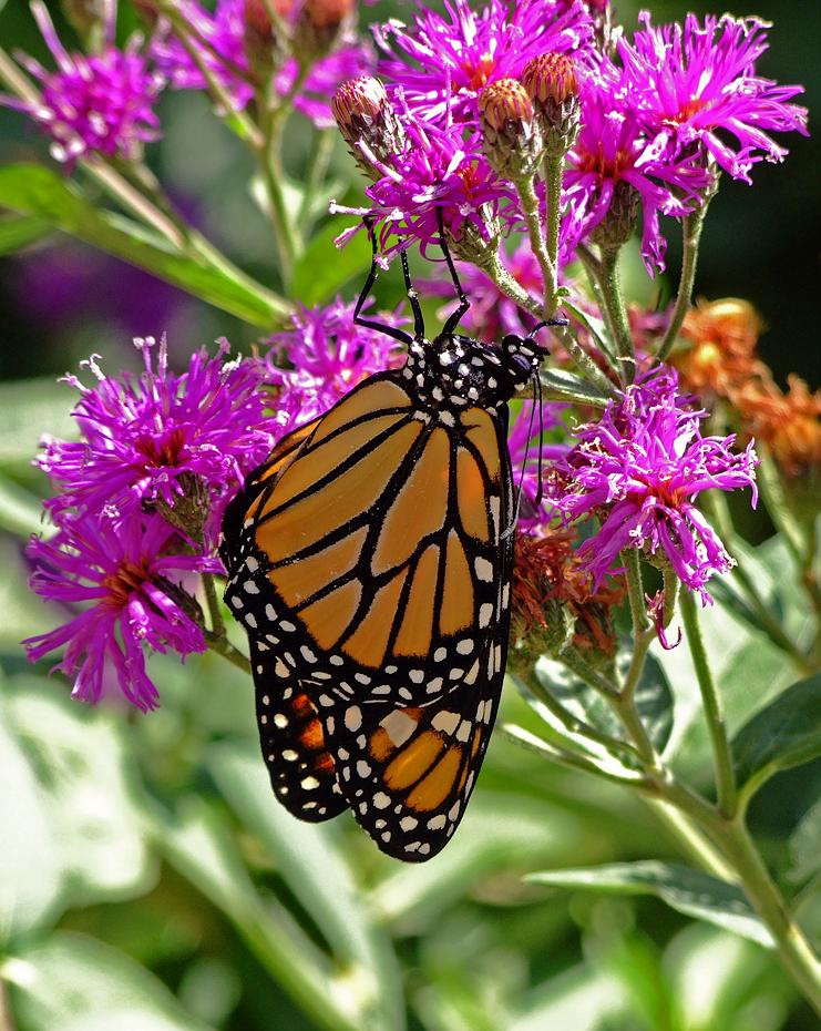 Monarchfalter im botanischen Garten des Bioparks, Albuquerque, NM