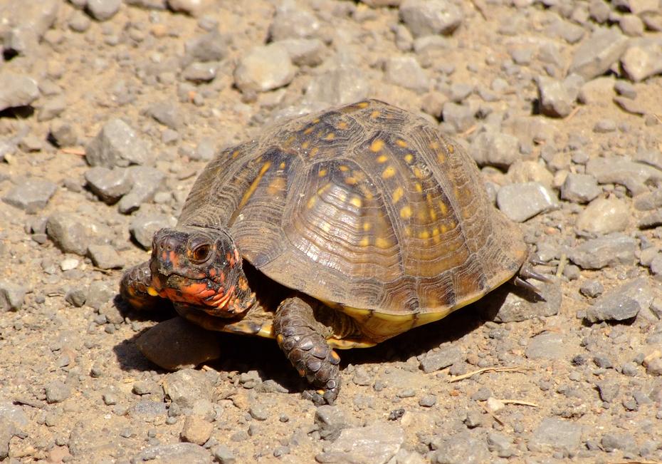 Box Turtle, Jean Petit SP, AK