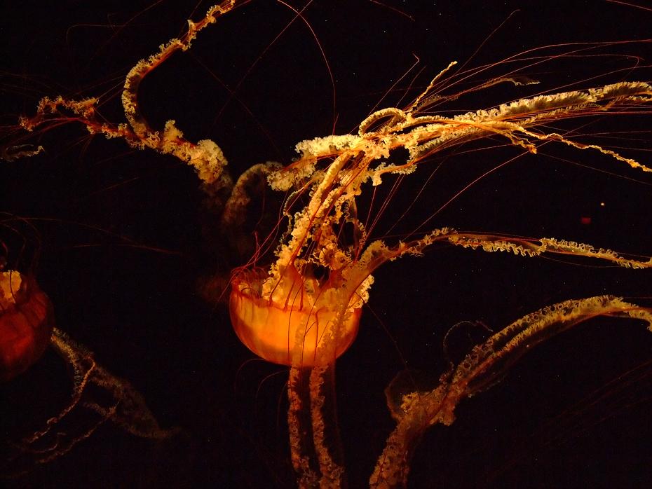Qualle im Tenessee Aquarium, Chattanooga, TN