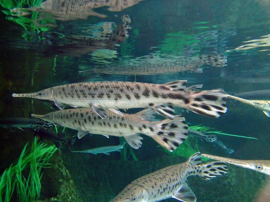Süßwasserfische im North Carolina Aquarium, Wilmington, NC