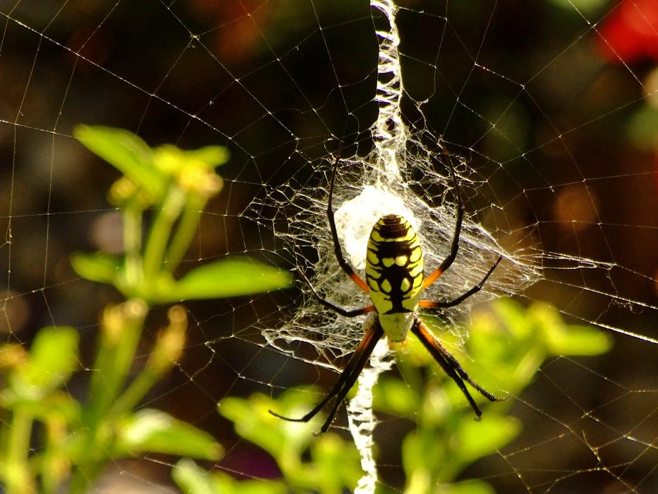 Riesige Spinne im Airlie Garden, Wilmington, NC
