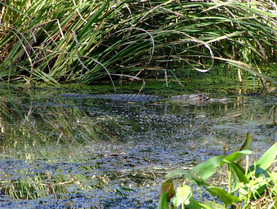 Aligator, Brookgreen Gardens, SC