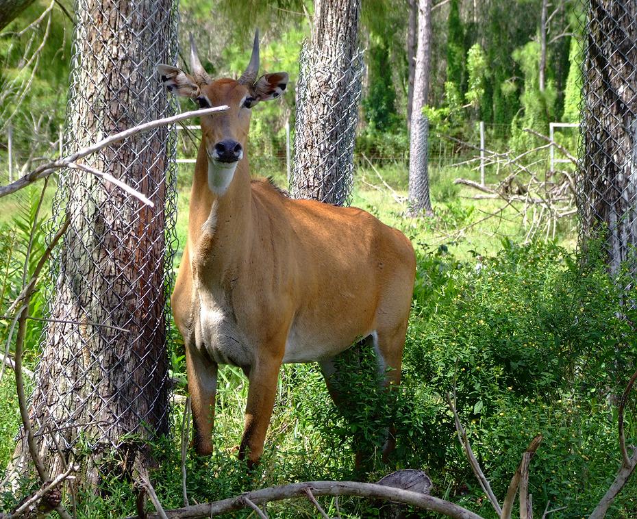 Schüchternes Hornvieh im Lion Country Safari Park, West Palm Beach, FL