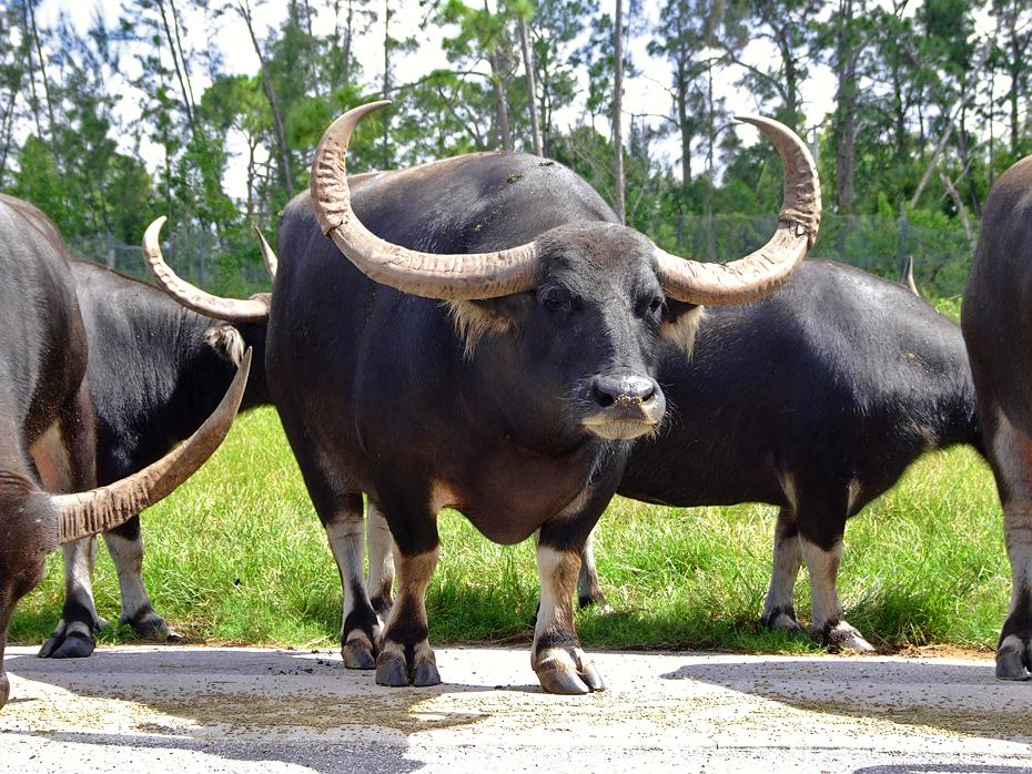 Longhorns im Lion Country Safari Park, West Palm Beach, FL