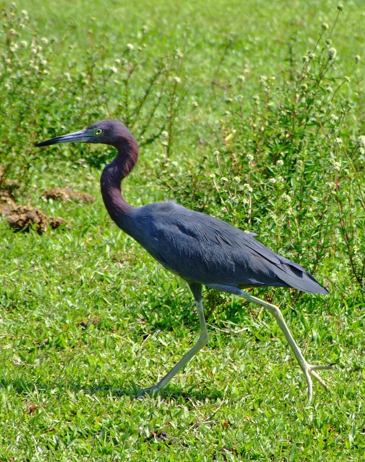 Rennreiher im Lion Country Safari Park, West Palm Beach, FL