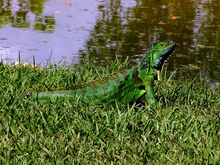Noch ein Leguan im Miami Zoo, Miami, FL