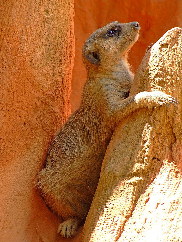 Das Erdmännchen hört den Donner schon, Miami Zoo, Miami, FL