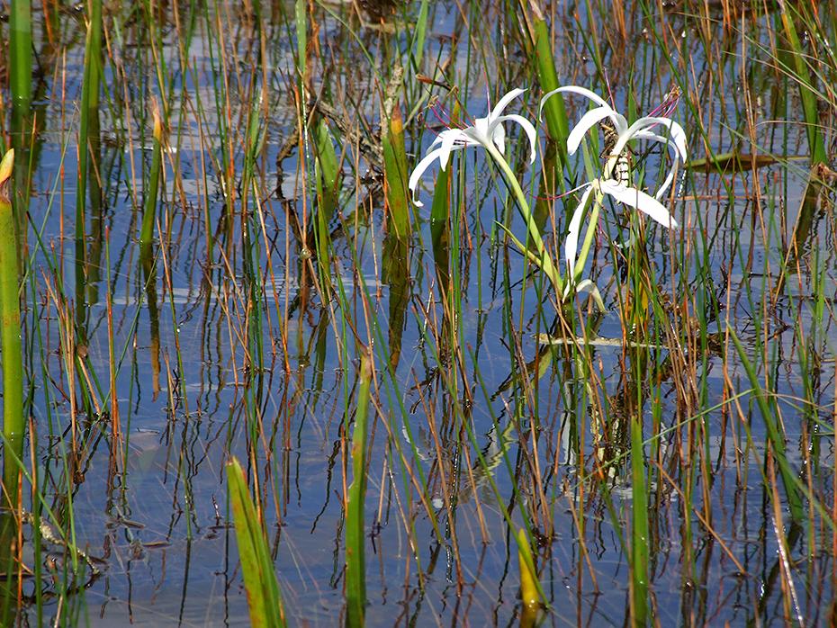 Sumpflilie in den Everglades, FL