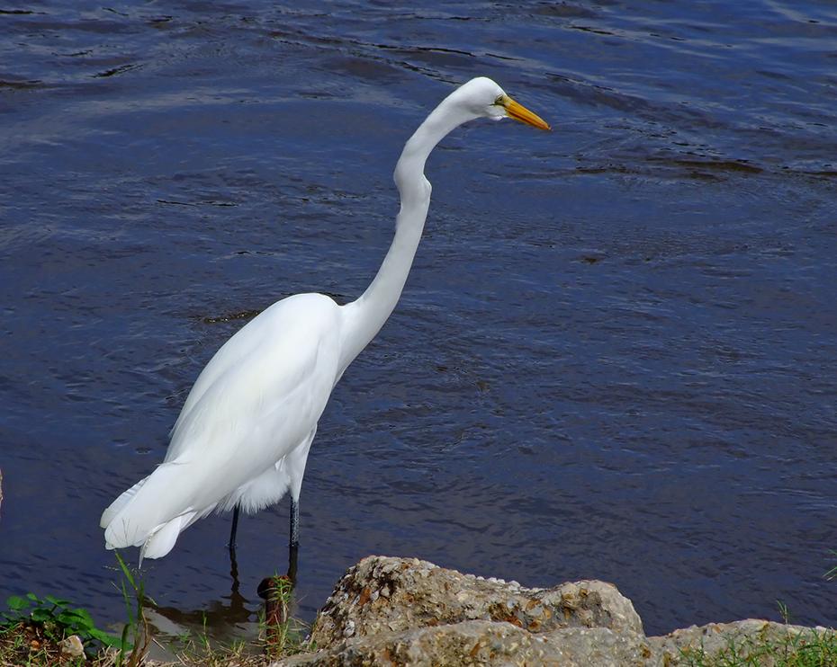Reiher im Jungle Garden, Avery Island, LA