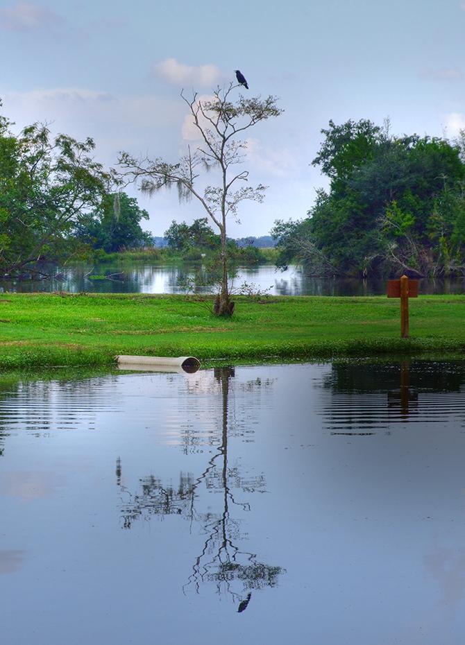 Krähe vor einem Bayou, Avery Island, LA