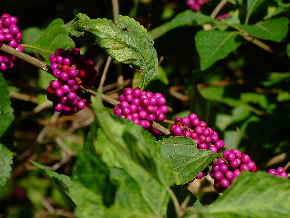 Bunte Beeren, Big Thicket National Preserve, TX
