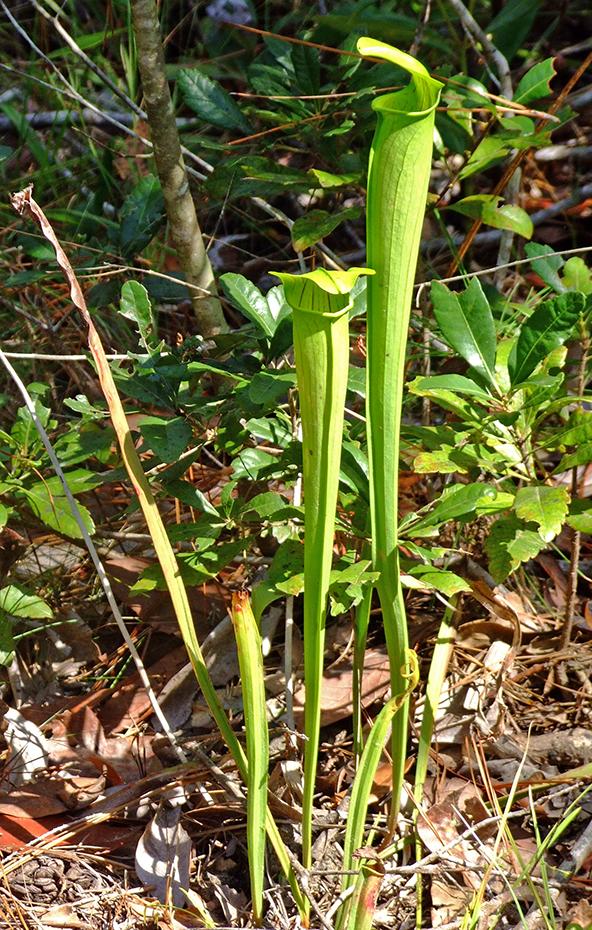 'Fleischfressende Pflanzen', Big Thicket National Preserve, TX