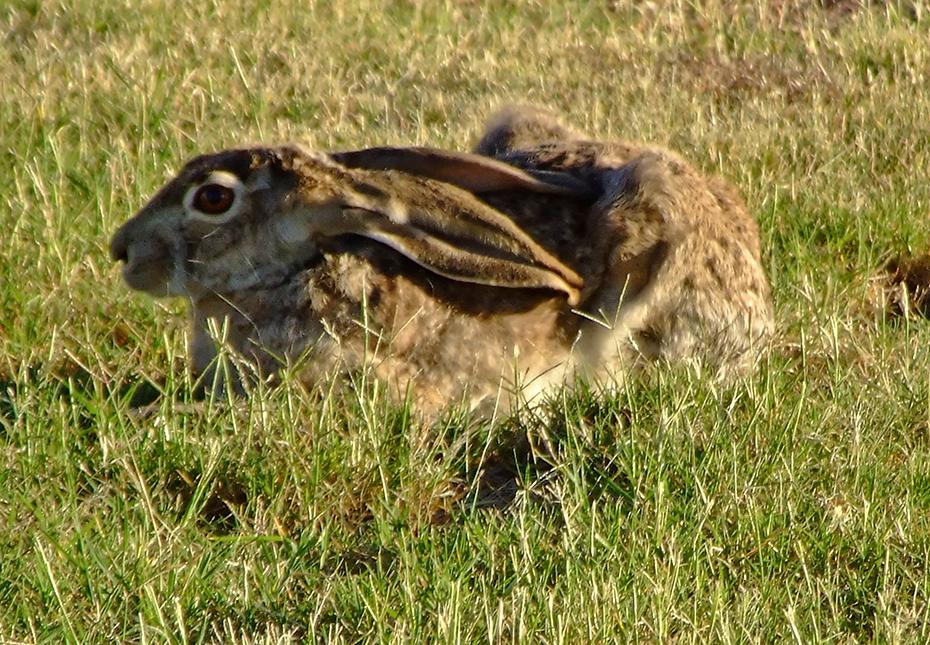 Jack Rabbit neben meinem Zelt, Van Horn, TX