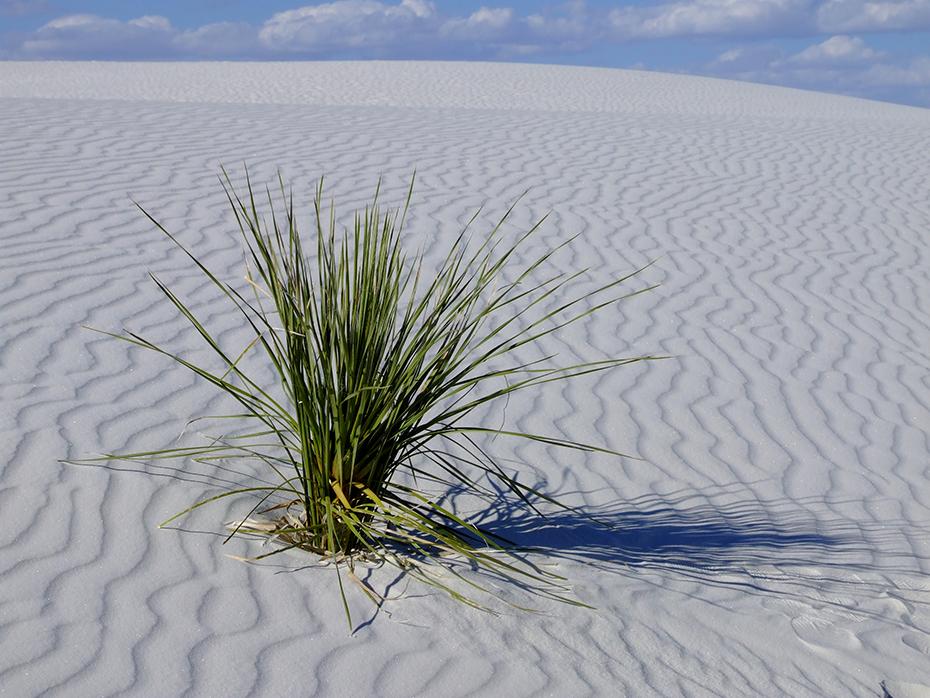 Einsamer Busch im Nichts, White Sands NM, NM