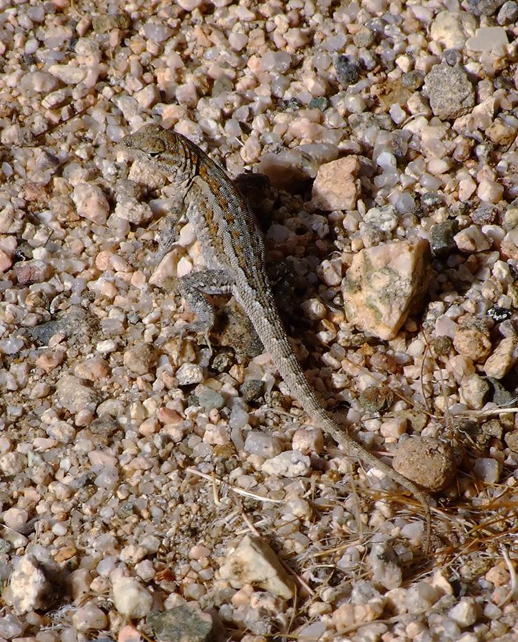 Eidechse im Jolla Wald, Joshua Tree NP, CA