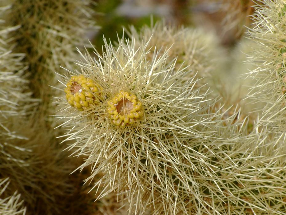 Teddy Baer Jolla, Joshua Tree NP, CA