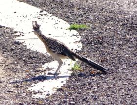 Road Runner (Rennkuckkuck) im Biopark, Albuquerque, NM