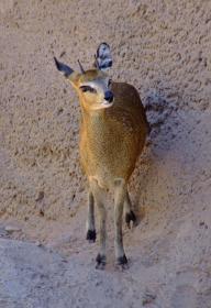 Minibock im Zoo des Bioparks, Albuquerque, NM