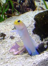 Fisch im Aquarium des Bioparks, Albuquerque, NM