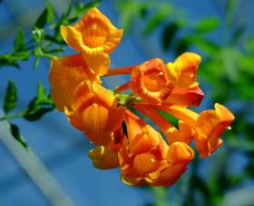 Blumen im Glashaus des Bioparks, Albuquerque, NM