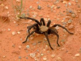 Tarantel im Palo Duro Canyon SP, TX