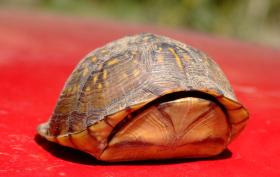 Box Turtle, Jean Petit SP, AK