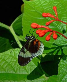 Schmetterling im Tenessee Aquarium, Chattanooga, TN