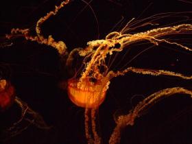 Qualle im Tenessee Aquarium, Chattanooga, TN
