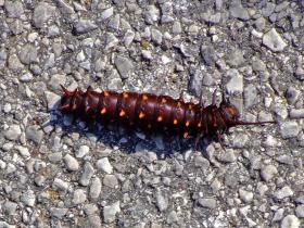Raupe am Cherohala Skyway, NC