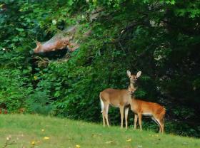 Rehe am  Blue Ridge Pkwy, NC