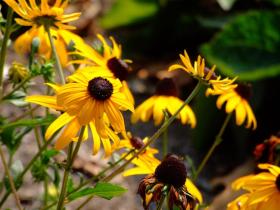 Blumen entlang des Blue Ridge Pkwy, NC